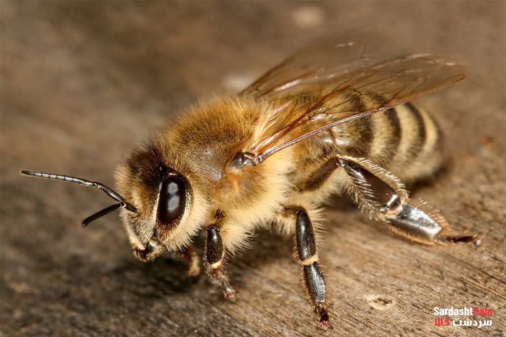 Important properties of honey تولید عسل