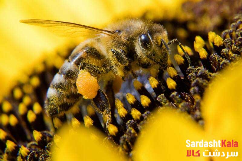 Important properties of honey جمع آوری شهد